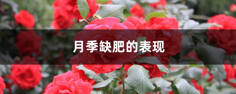 月季缺肥的表现 月季缺肥的表现