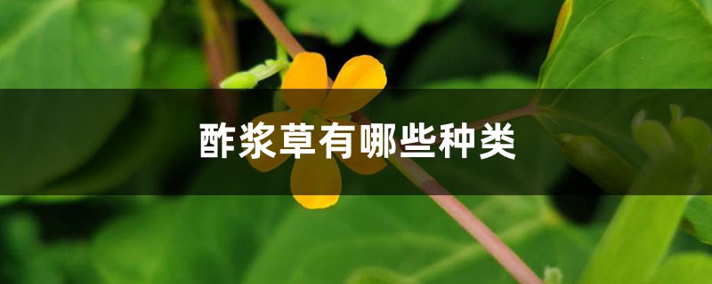 酢浆草有哪些种类 酢浆草有哪些种类