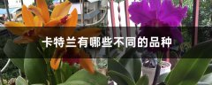 卡特兰有哪些不同的品种