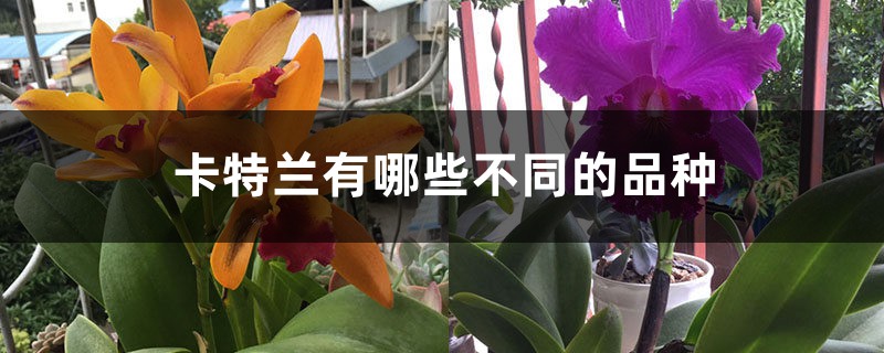 卡特兰有哪些不同的品种 卡特兰有哪些不同的品种