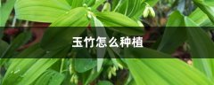 玉竹怎么种植