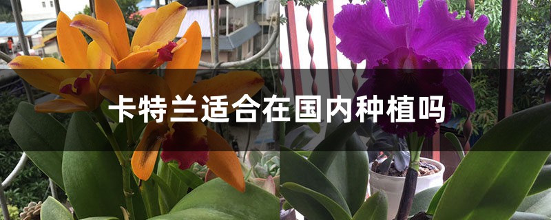 卡特兰适合在国内种植吗 卡特兰适合在国内种植吗