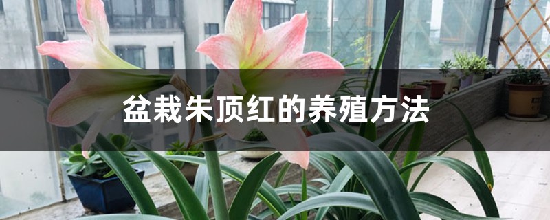 盆栽朱顶红的养殖方法 盆栽朱顶红的养殖方法