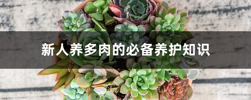 新人养多肉的必备养护知识 新人养多肉的必备养护知识