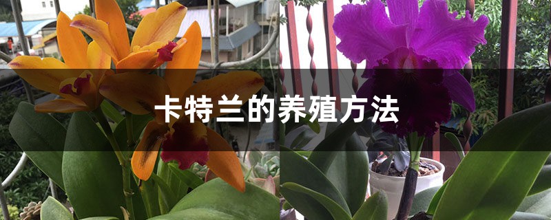 卡特兰的养殖方法 卡特兰的养殖方法