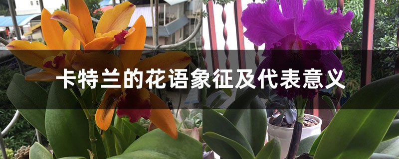 卡特兰的花语象征及代表意义