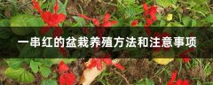 一串红的盆栽养殖方法和注意事项