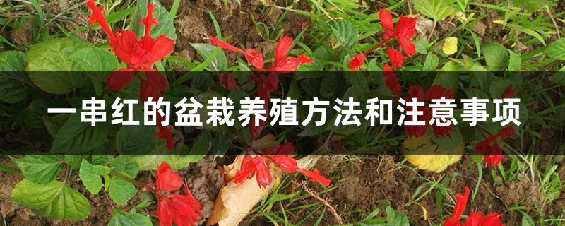 一串红的盆栽养殖方法和注意事项 一串红的盆栽养殖方法和注意事项