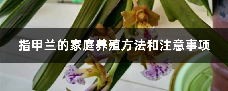 指甲兰的家庭养殖方法和注意事项 指甲兰的家庭养殖方法和注意事项