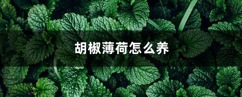 胡椒薄荷怎么养 胡椒薄荷怎么养