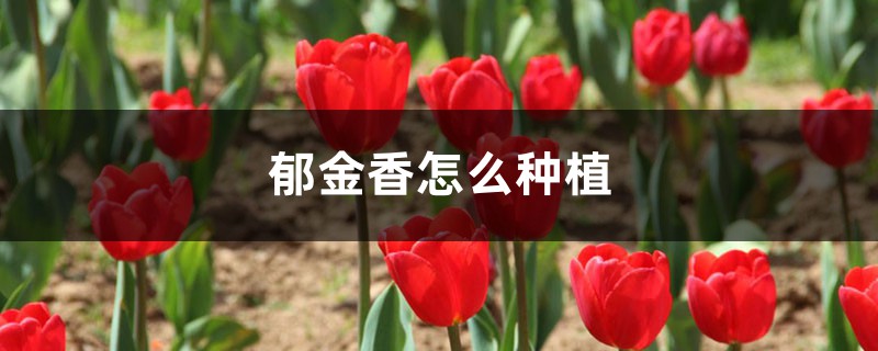郁金香怎么种植 郁金香怎么种植