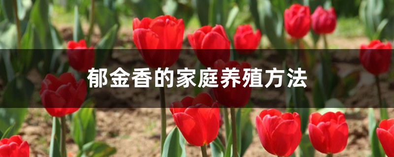 郁金香的家庭养殖方法 郁金香的家庭养殖方法