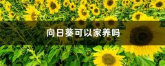 向日葵可以家养吗