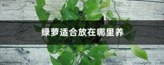 绿萝适合放在哪里养