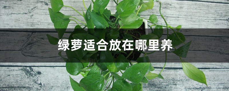 绿萝适合放在哪里养 绿萝适合放在哪里养