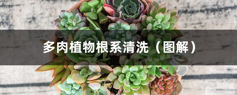 多肉植物根系清洗(图解) 多肉植物根系清洗(图解)