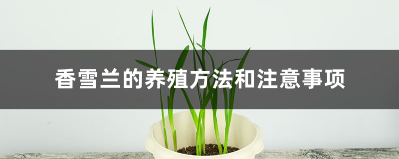 香雪兰的养殖方法和注意事项 香雪兰的养殖方法和注意事项