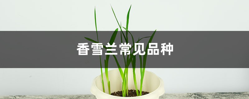 香雪兰常见品种 香雪兰常见品种