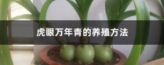 虎眼万年青的养殖方法