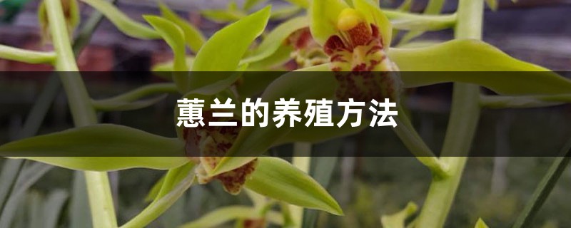 蕙兰的养殖方法 蕙兰的养殖方法