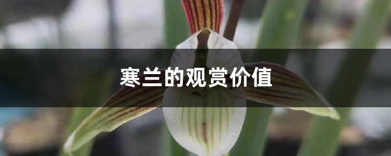 寒兰的观赏价值