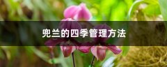 兜兰的四季管理方法