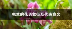 兜兰的花语象征及代表意义