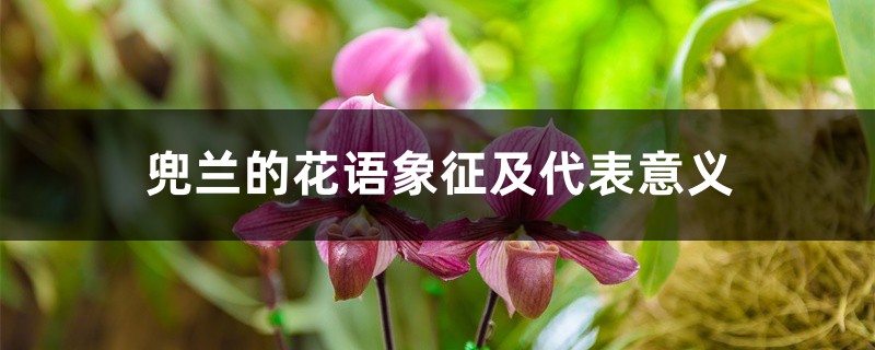 兜兰的花语象征及代表意义 兜兰的花语象征及代表意义