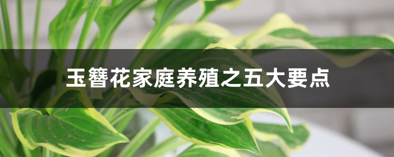 玉簪花家庭养殖之五大要点 玉簪花家庭养殖之五大要点