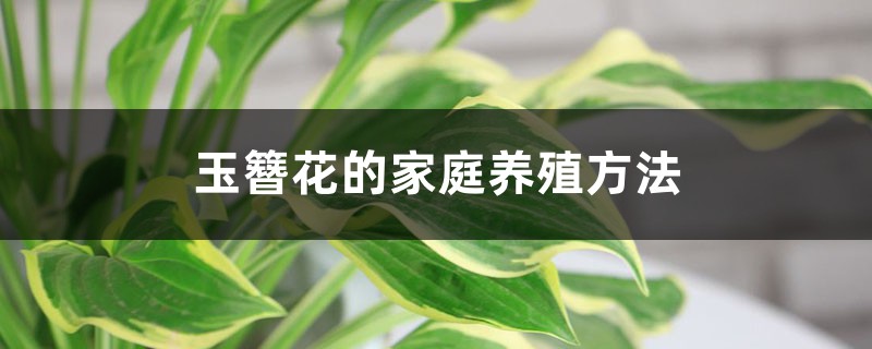 玉簪花的家庭养殖方法 玉簪花的家庭养殖方法