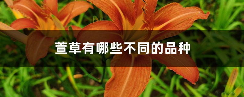 萱草有哪些不同的品种 萱草有哪些不同的品种