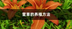 萱草的养殖方法