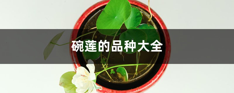 碗莲的品种大全 碗莲的品种大全