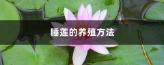 睡莲的养殖方法