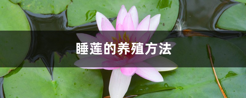 睡莲的养殖方法 睡莲的养殖方法