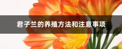 君子兰怎么养，有什么注意事项