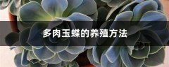 多肉玉蝶的养殖方法