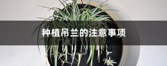 种植吊兰的注意事项