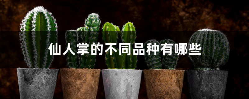 仙人掌的不同品种有哪些 仙人掌的不同品种有哪些