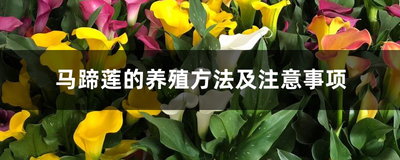 马蹄莲的养殖方法及注意事项 马蹄莲的养殖方法及注意事项