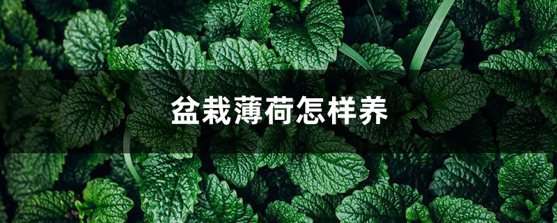 盆栽薄荷怎样养 盆栽薄荷怎样养