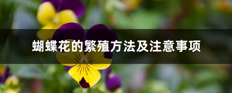 蝴蝶花的繁殖方法及注意事项 蝴蝶花的繁殖方法及注意事项
