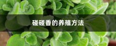 碰碰香的养殖方法