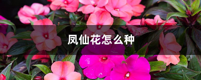 凤仙花怎么种