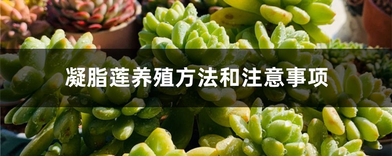 凝脂莲养殖方法和注意事项 凝脂莲养殖方法和注意事项