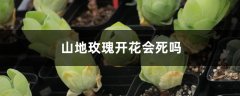 山地玫瑰开花会死吗