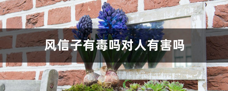 风信子有毒吗对人有害吗 风信子有毒吗对人有害吗