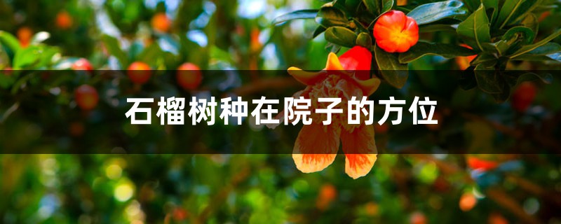 石榴树种在院子的方位,怎么栽种 石榴树种在院子的方位,怎么栽种
