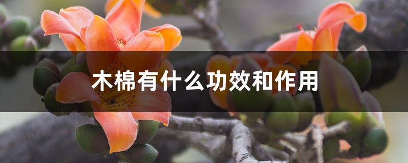 木棉有什么功效和作用,有多少种类 木棉有什么功效和作用,有多少种类