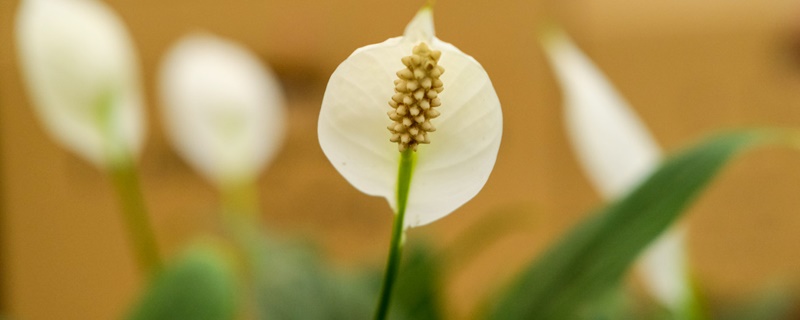 最旺的招财花 最旺的招财花
